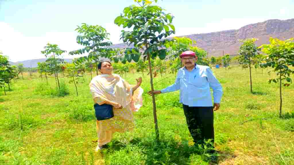 Mahogany Tree Farming