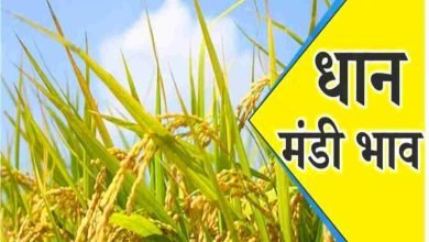 Haryana Dhan Mandi Bhav Today