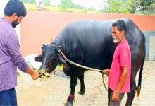 bhais news