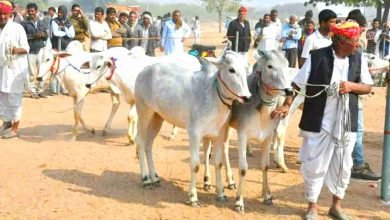 Jhajjar pashu mela News