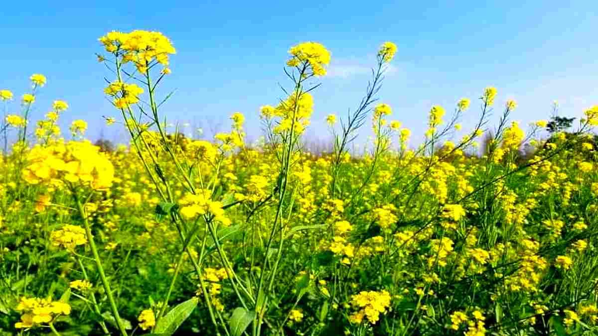 हरियाणा कृषि विश्वविद्यालय ने किया कमाल, सरसों की पहली हाइब्रिड किस्म जो 8 गुना अधिक देगी पैदावार 1 sarso ki kheti